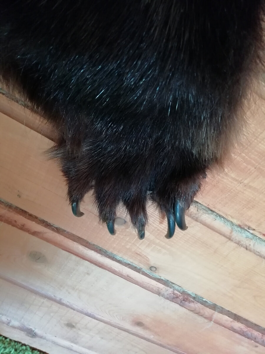 Медвежья лапка.. Фото автора. 