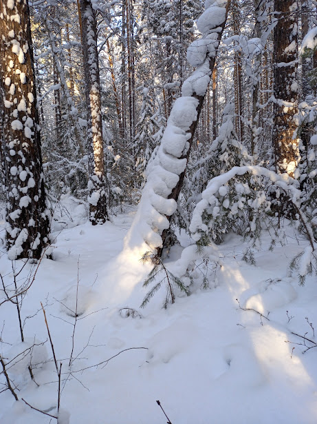 Вы видите двух снежных мишек на дереве?