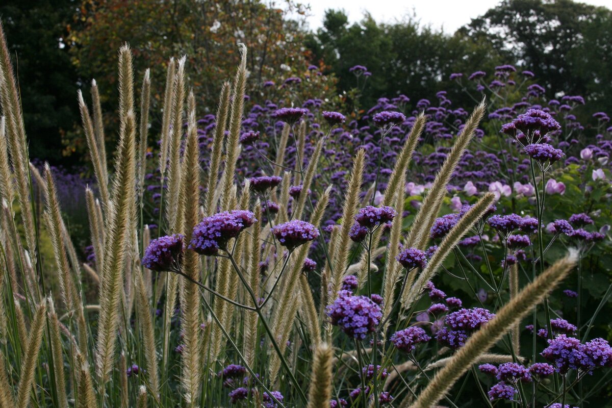 Источник: https://www.ballyrobertgardens.com/products/verbena-bonariensis