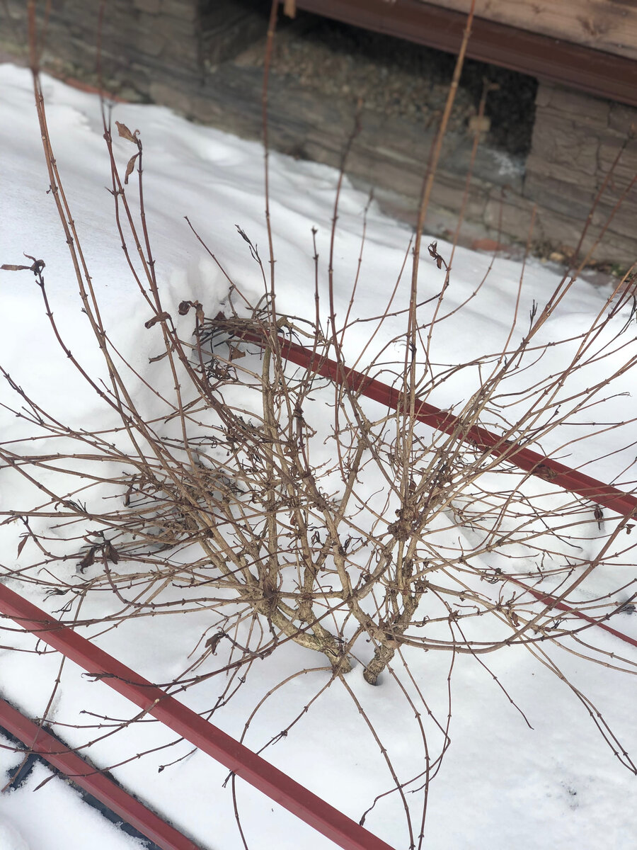 Вейгела неожиданно оголилась. 