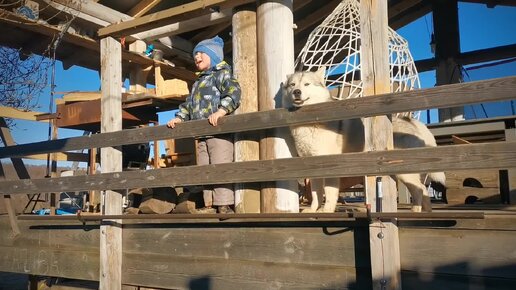 Только старые дырки на голове зажили - хаски Бэни не рискует подходить к вожаку стаи