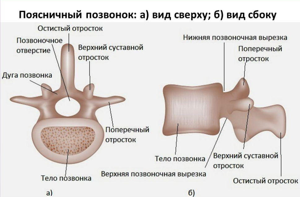 Особенности поясничного позвоночника. Позвонок вид сверху и сбоку. Поясничный позвонок вид сверху и вид сбоку. Поясничный позвонок анатомия вид сбоку.