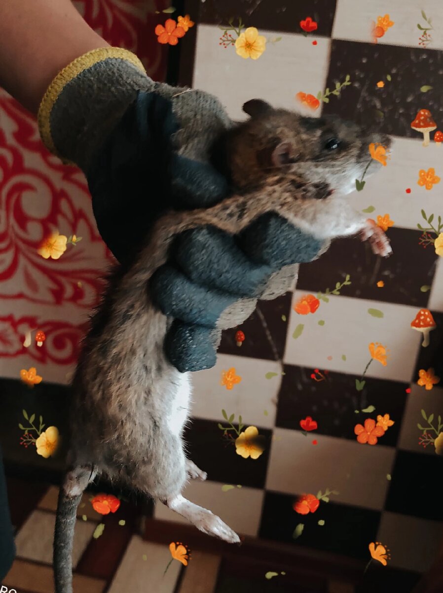 Машкина добыча