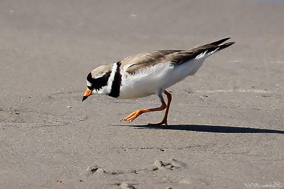  Зуйки (Charadrius) - птички семейства ржанковых