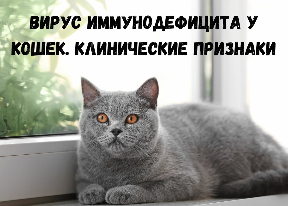 Вик у кошек что это