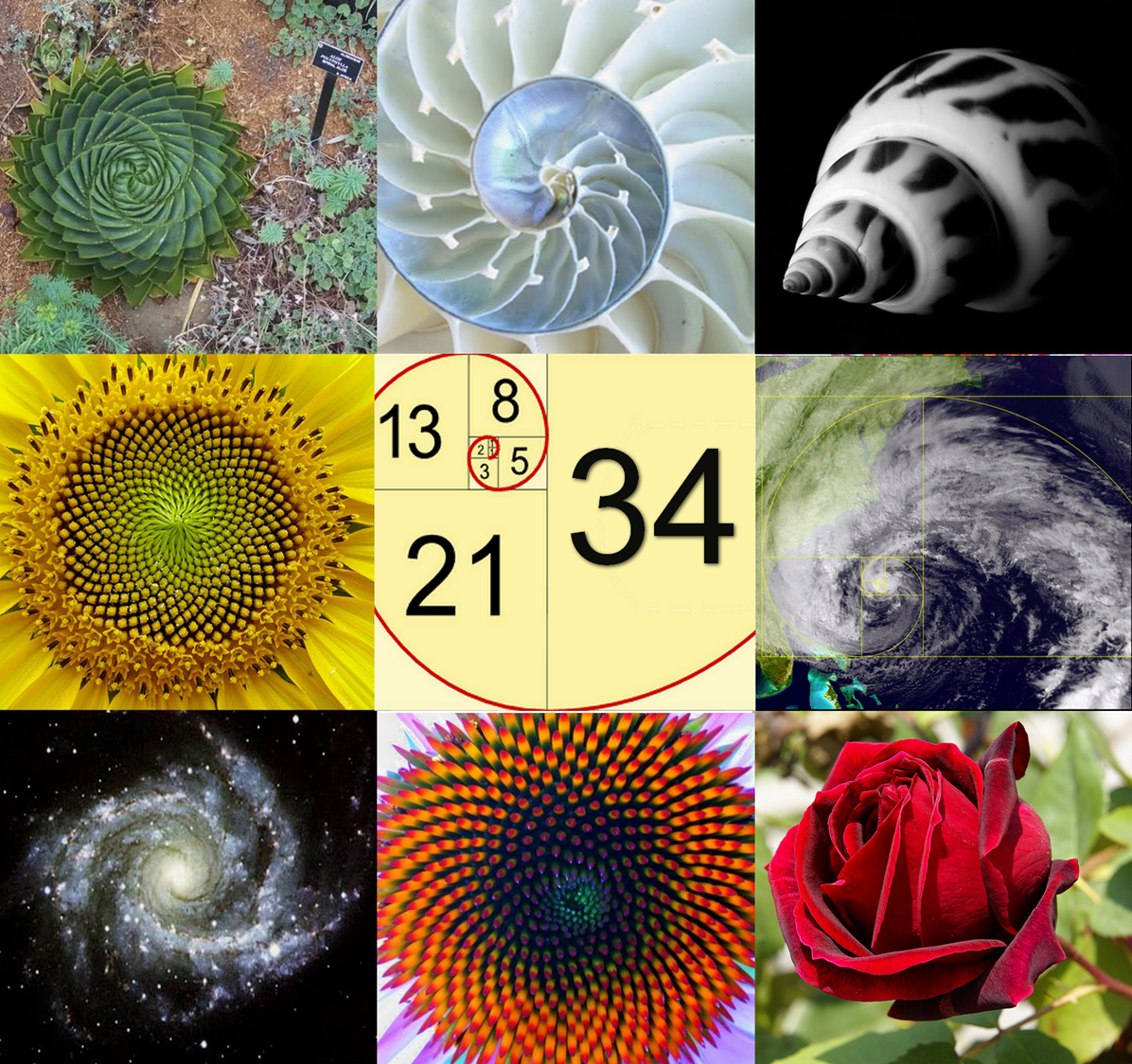 Золотое сечение. Пропорции золотого сечения в природе. Золотая спираль фибоначчи в природе. Золотое сечение в природе и искусстве. Золотая спираль фибоначчи.