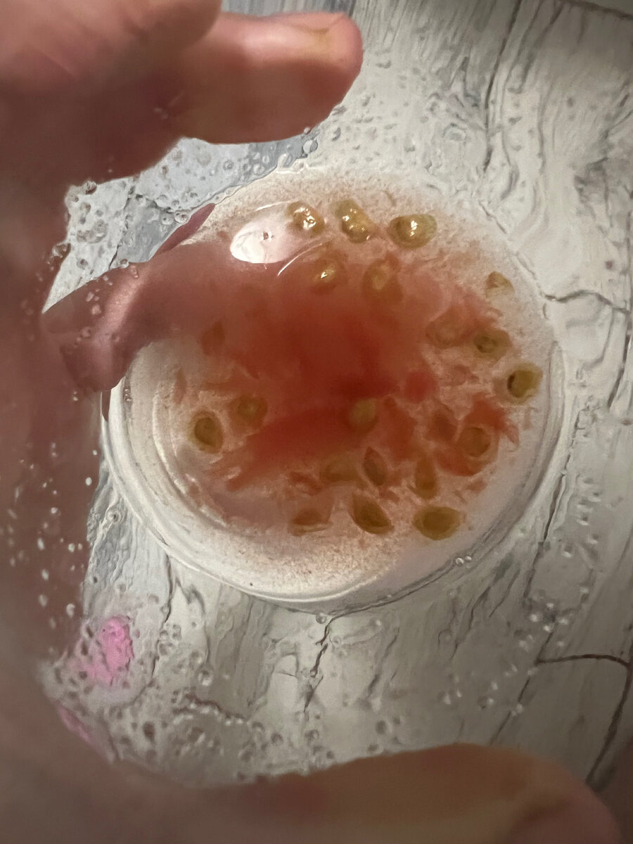 Семена томатов в собственном соку