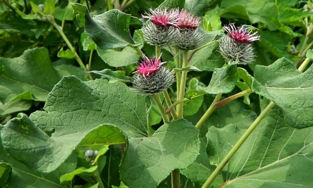 Arctium Lappa l