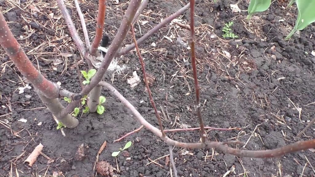 Подмерзла яблоня. Фото используется с сайта YouTube