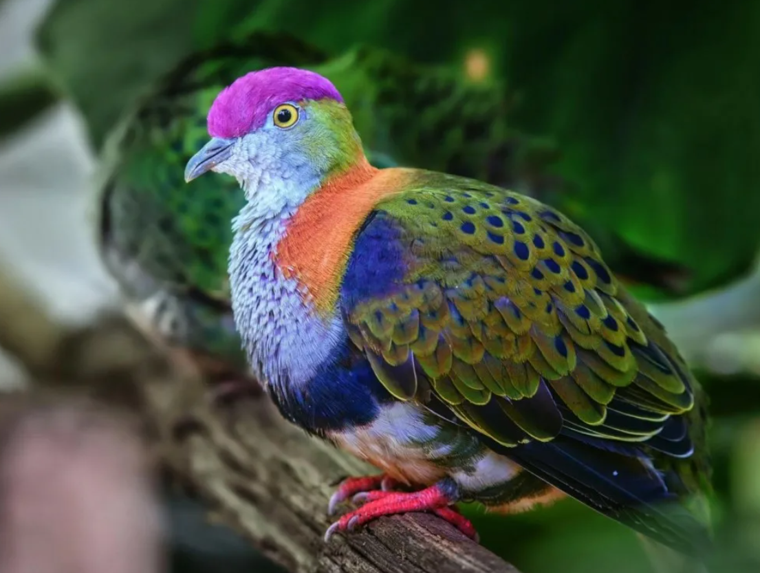 пестрый это какой. лорикет попугай. Ptilinopus merrilli. фазан дагестанский. пестрый это какой.