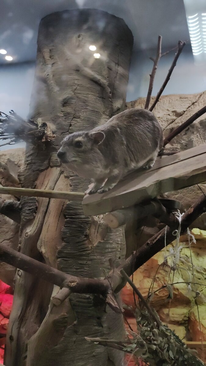 Семейство: Даманы