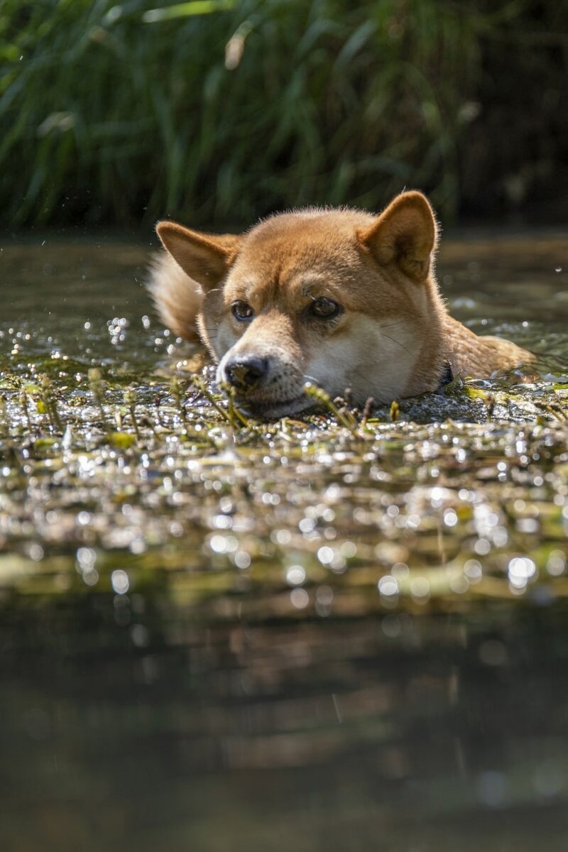 Siba Inu