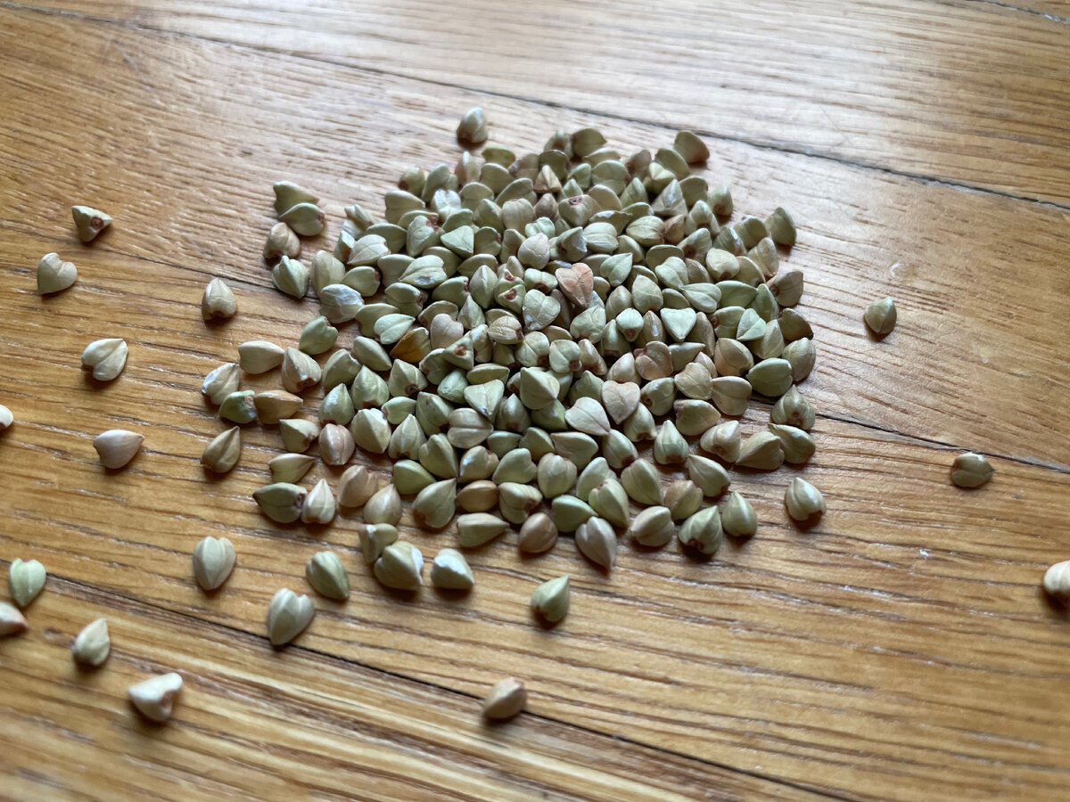 Зелёная гречка