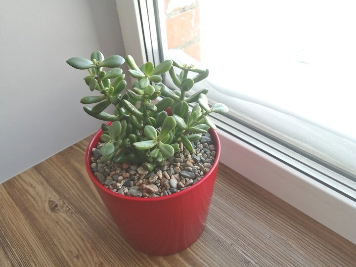     Зимой растения начинают расти медленнее из-за сокращения светового дня / Екатерина Селиванова