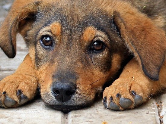 ФОТО: HTTPS://VK.COM/NEWVARIANT