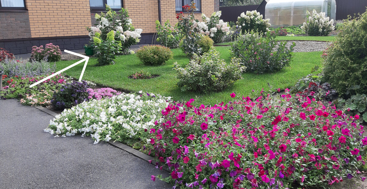 Если мало места - что красивое посадить? Скайфол - гортензию с ...