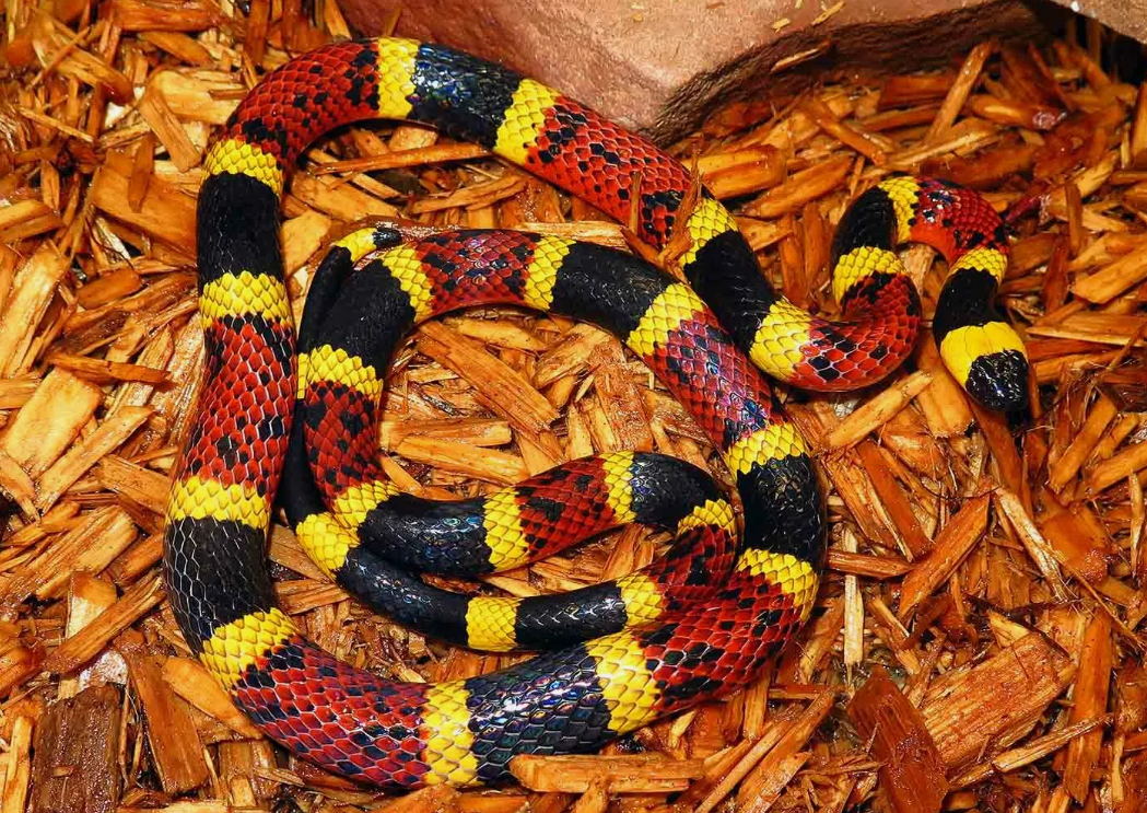 Коралловый аспид (лат. Micrurus)