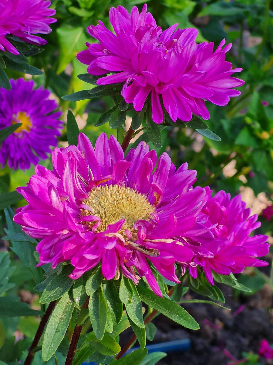 Астра. Фото ValesTVcool. 