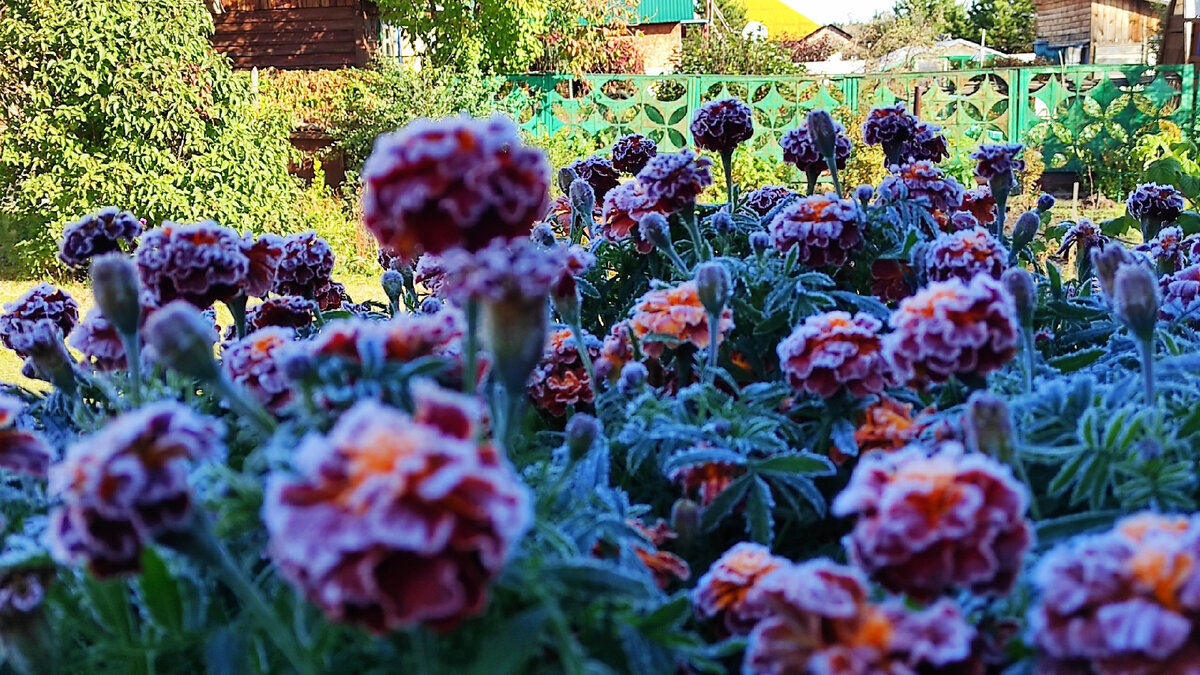 Бархатцы - всё. Листайте вправо >>> Фото: Кирилл Полиенко/Polienko: путешествуем вдвоём