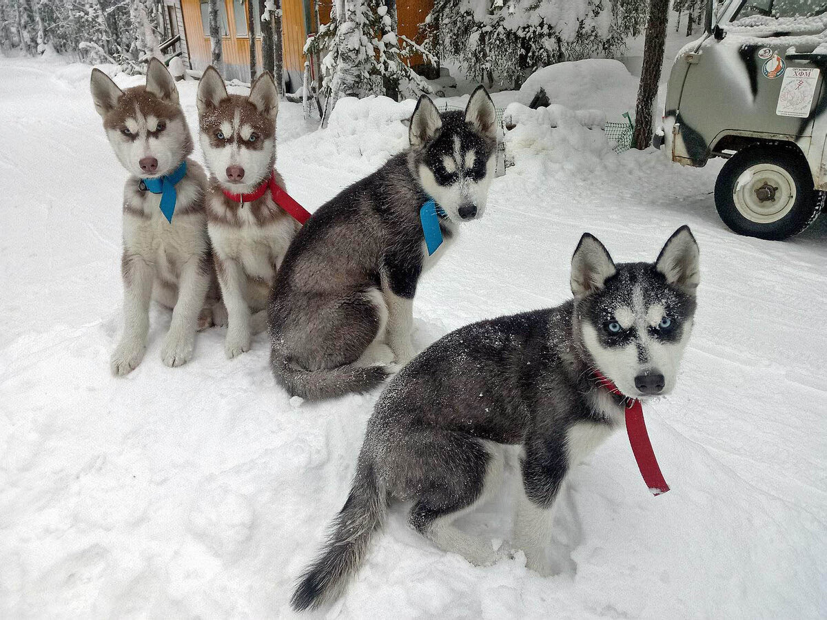 Хаски 4 месяца фото