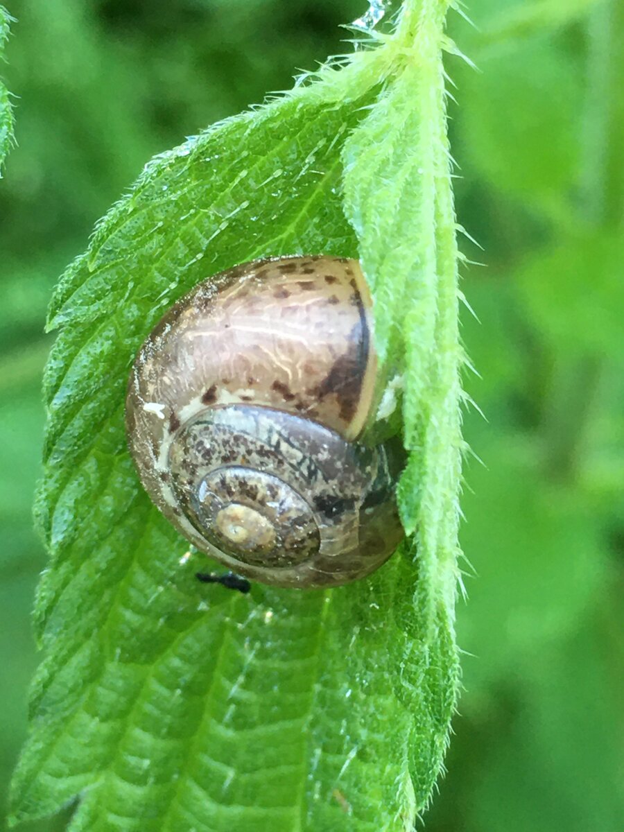 улитки вырастают. может ли улитка спать 3 дня. может ли улитка спать 3 дня. улитка спит. сонная улитка картинка.