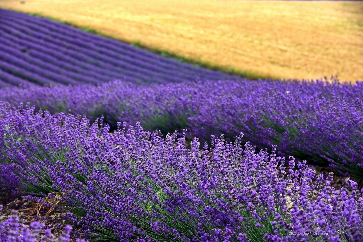 Крым лавандовые поля фото