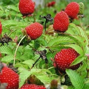 Земляничная малина растет в одном из садов по соседству от моей дачи уже несколько лет. Но вплоть до прошлого лета мне все как-то не удавалось расспросить хозяйку участка, что это за удивительное растение с необычными гофрированными листочками, крупными белоснежно-белыми цветами и ярко-алыми ягодами. Мне даже сперва показалось, что это земляничный шпинат, но, присмотревшись поближе, а обнаружила, что стебли на каждом кустике усеяны многочисленными колючками и поняла свою ошибку. Вот что рассказала мне соседка об этом чудесном растении.