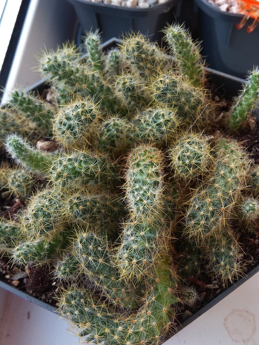 Маммиллярия