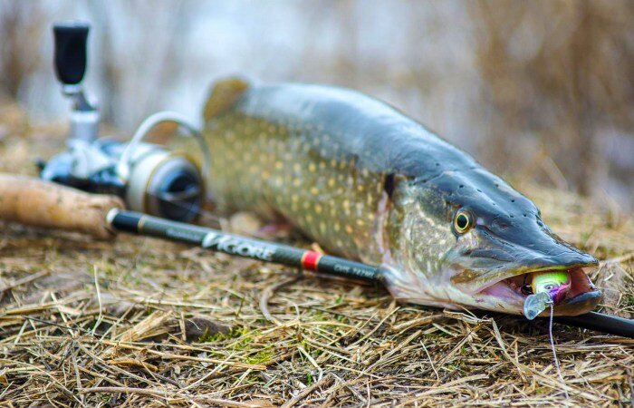 Рыбалка на Ахтубе: Лучшее место для ловли рыбы | Рыбалка с FishManual ...