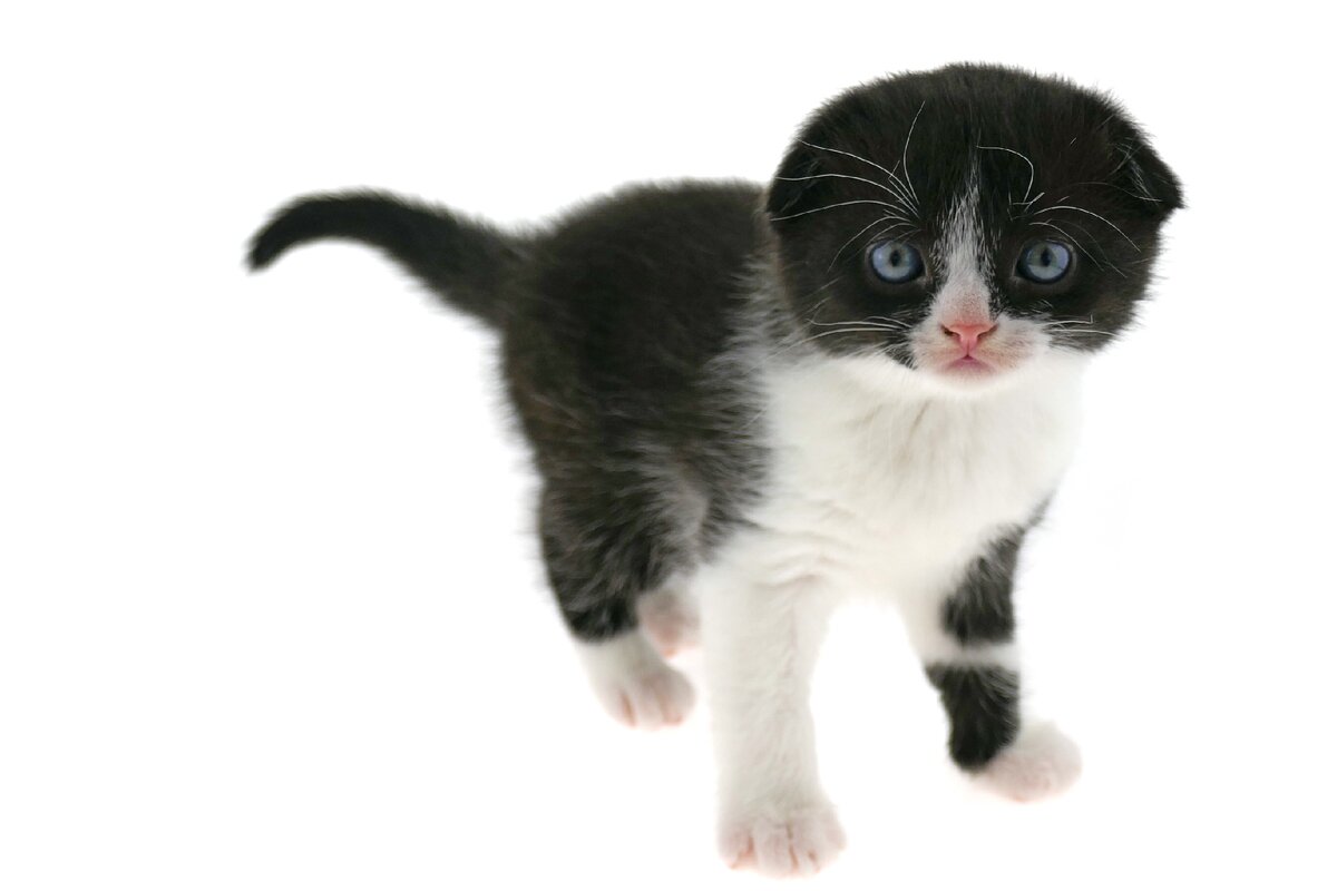 Среди кошачьих представителей есть те, которые способны добыть себе рыбку на обед. фото автора