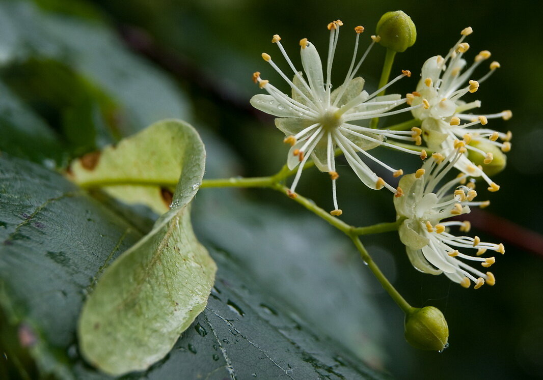 Яндекс Картинки