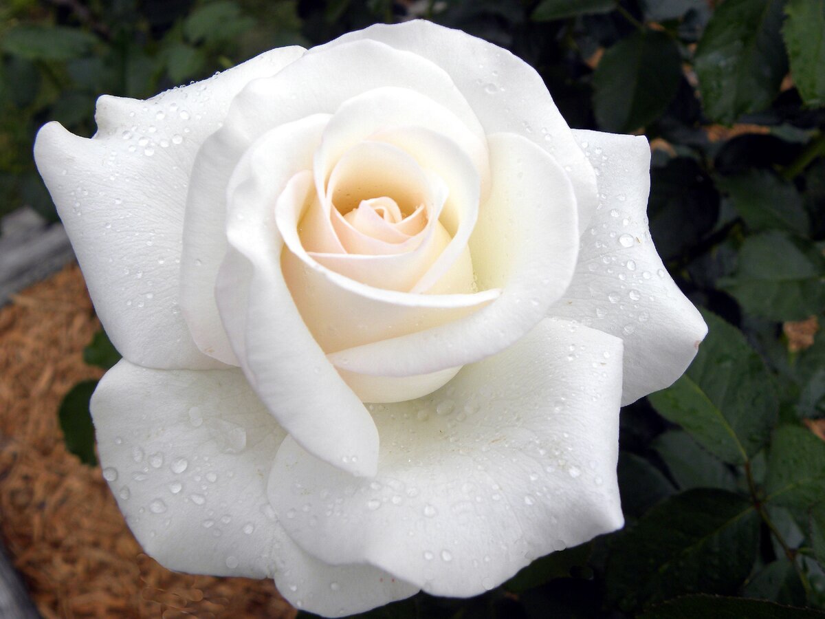 Картинка из открытого источника в интернете