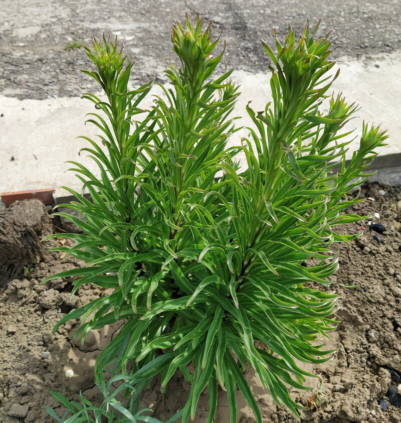 Период бутонизации Авторское фото