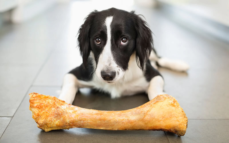 Собачья индустрия предлагает немало способов побаловать питомца, но не все из них стоит пробовать. Фото telegraph.co.uk