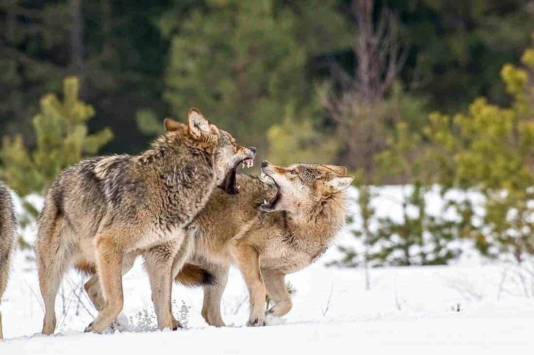 Рассказываем о психологии дикого волка. Переходный возраст | Заметки Wolf -  Тренера | Дзен