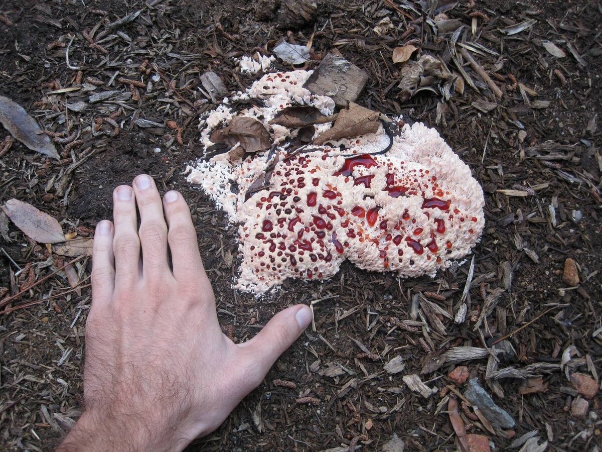 "Кровоточащий зуб"