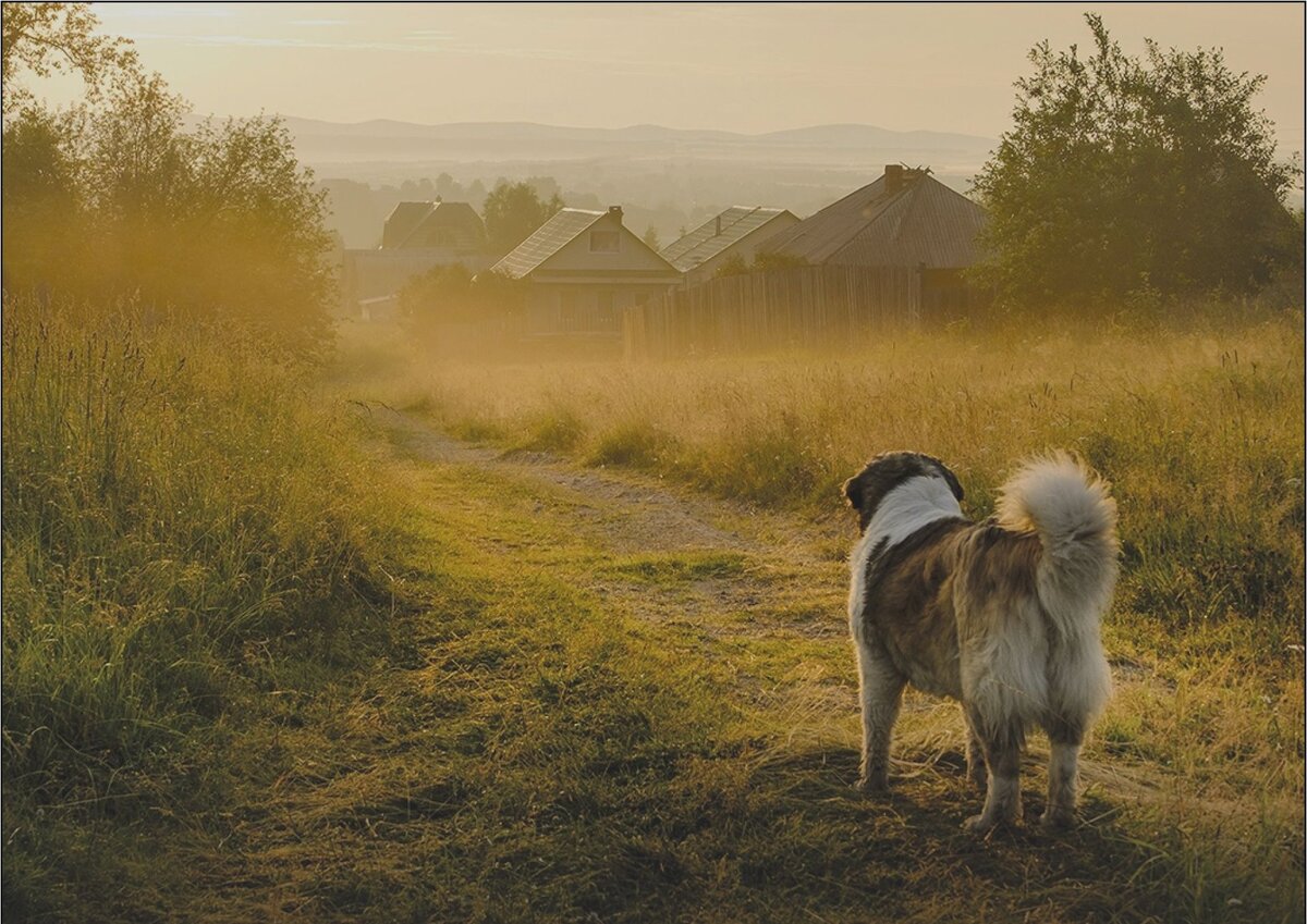 Слава жил возле леса и часто гулял. Собака в деревне. Собака лето деревня. Деревенский пес. Собака в поле.