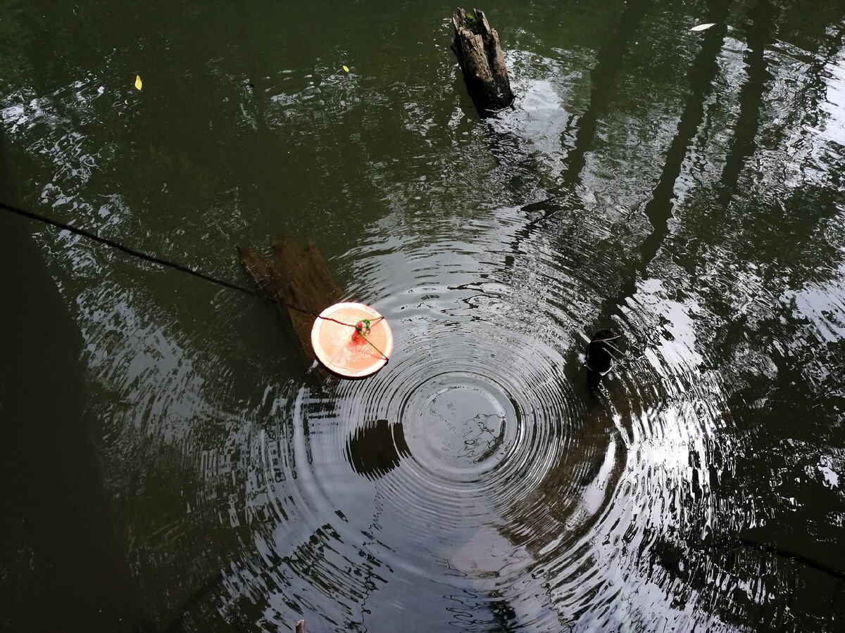 Совсем слегка приподняла, что бы почувствовать есть щука или нет и побежала за подсачником. 