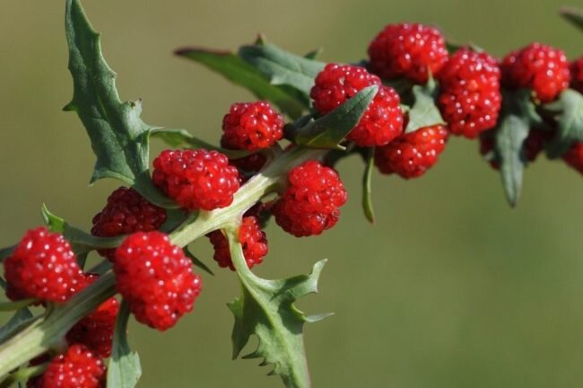 Шпинат — полезная зелень