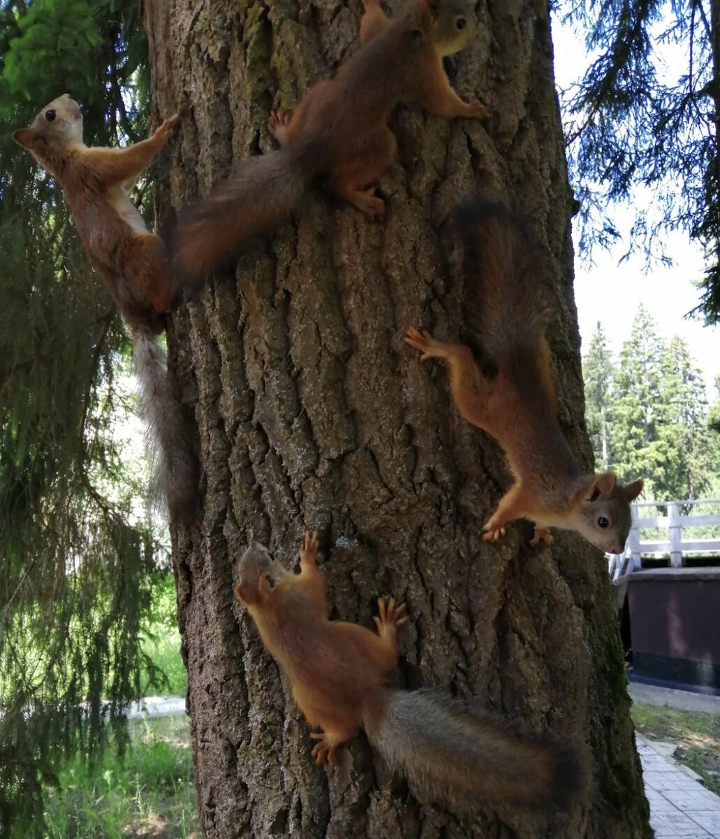 Впервые вижу белок так близко в "дикой" природе. Фото автора. 