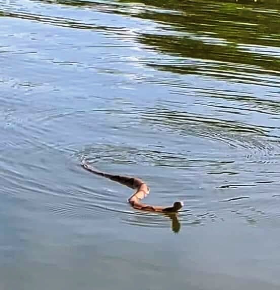 Медноголовый щитомордник, или мокассиновый щитомордник — вид ядовитых гадюковых змей из подсемейства ямкоголовых. 5 подвидов, все они распространены на востоке Северной Америки, так что у нас Вы его не увидите даже в траве.