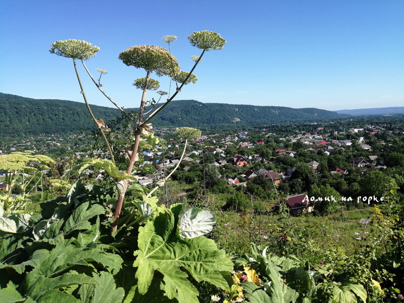 Моя любимая смотровая на горке зарастает борщевиком... :(( Гулять там с маленьким ребёнком в летнее время категорически нельзя.