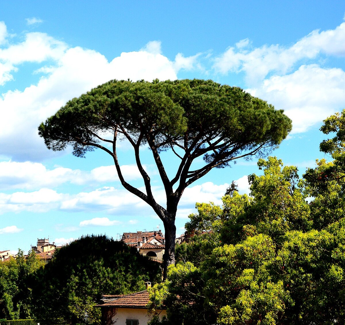 Пиния (Pinus pinea)