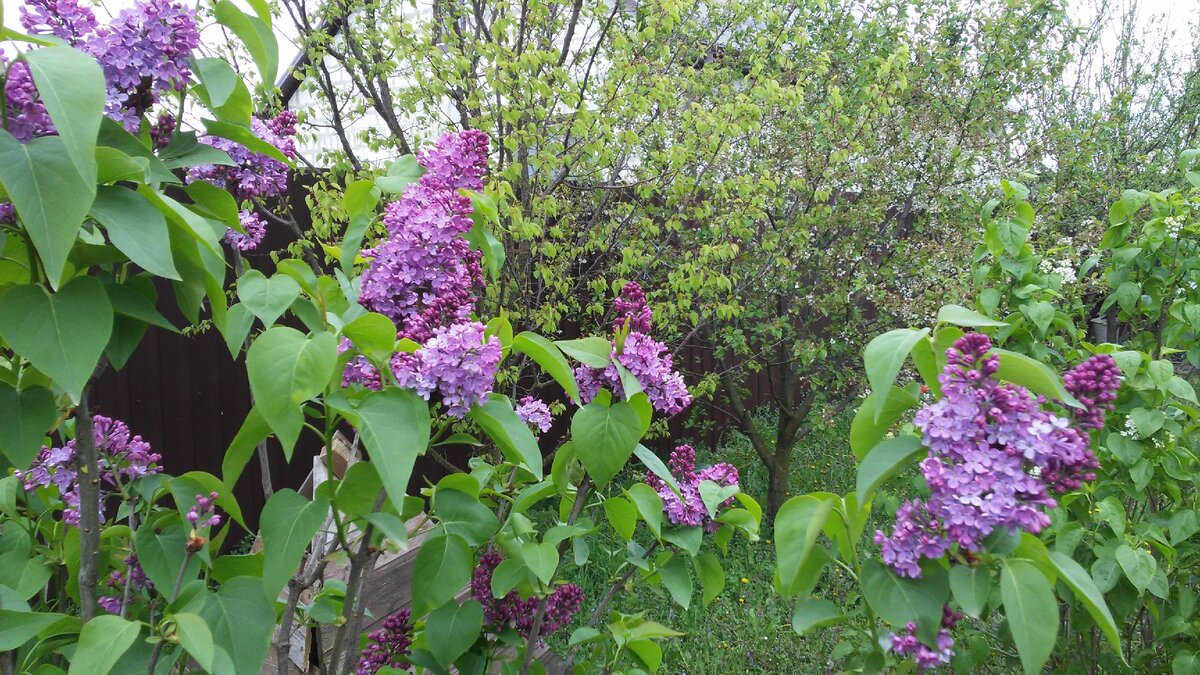 На Кубани сирень цветет уже в марте. Фото канала dopross.ru 