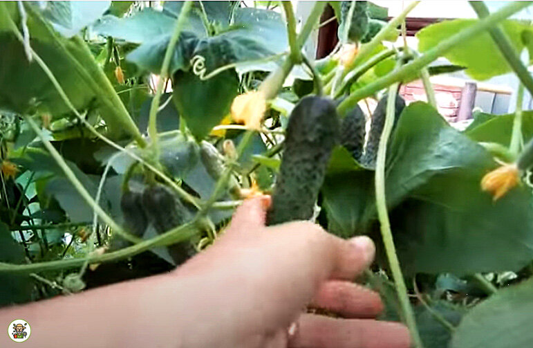 Огурцы в теплице