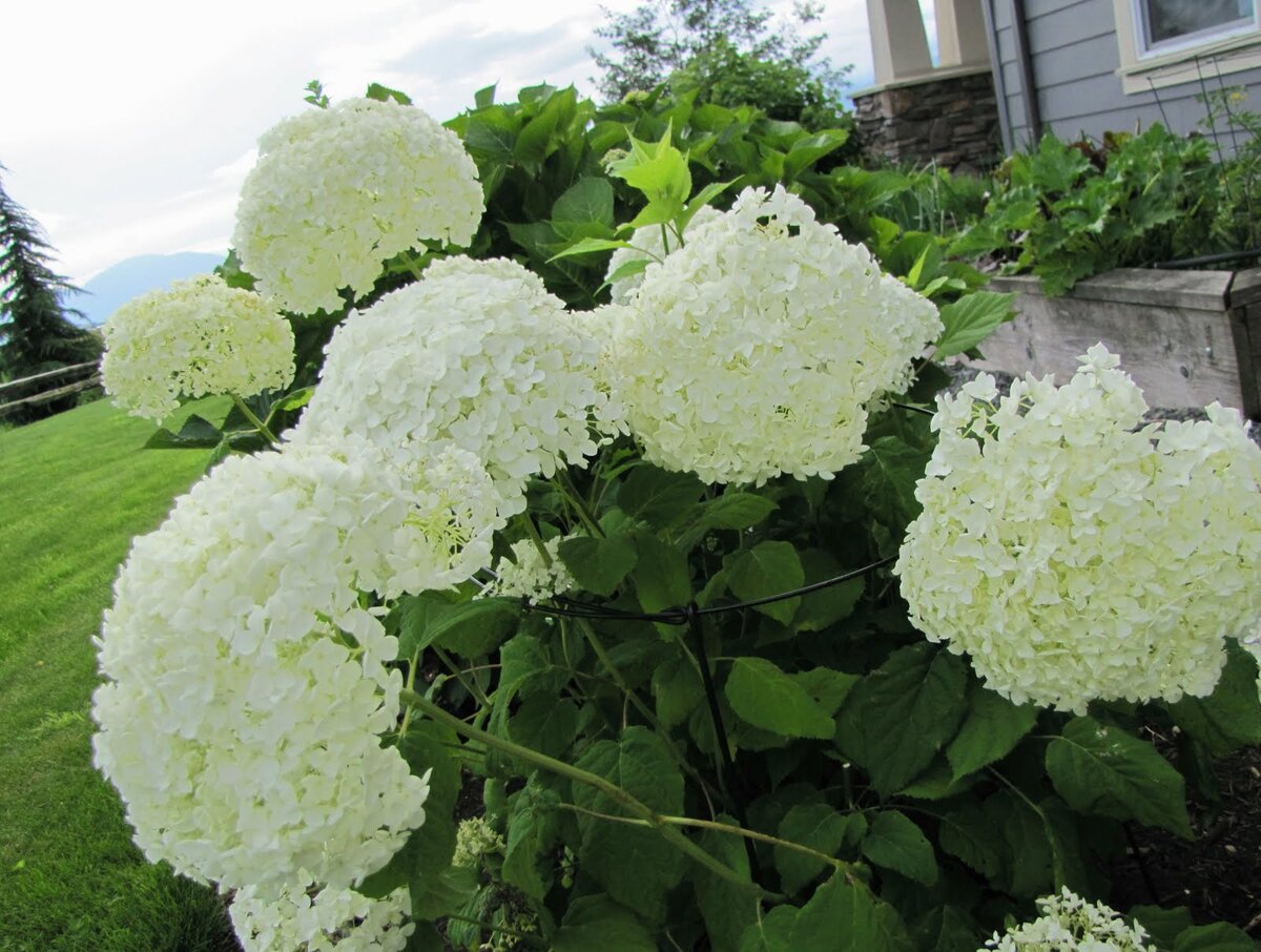 гортензии, отличия Hydrangea garden, Garden design, Beautiful gardens