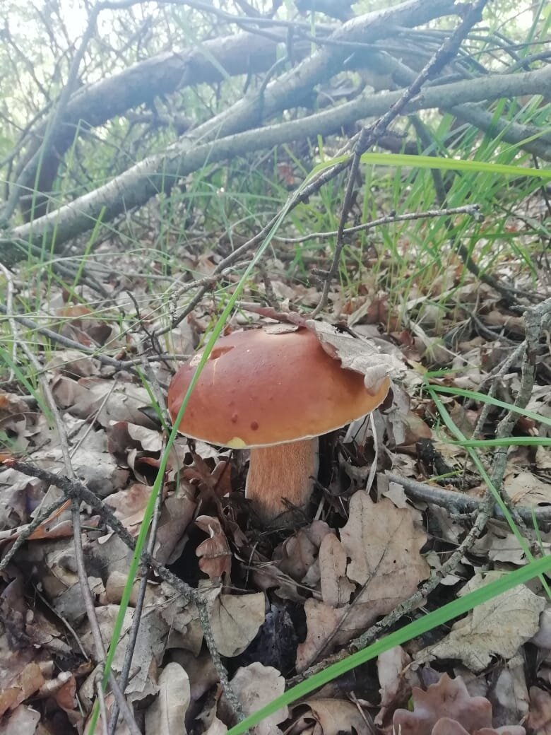 Личное фото автора. 