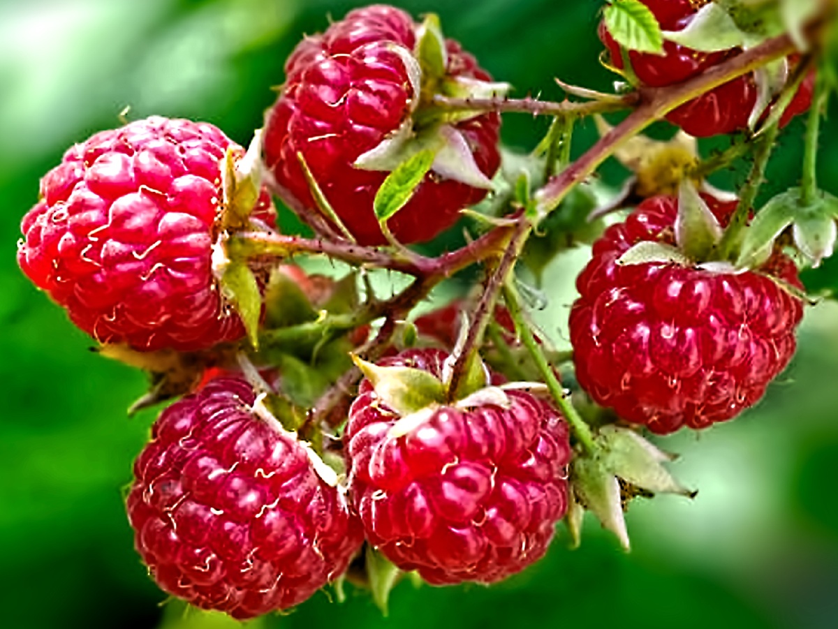 Малина в сахаре