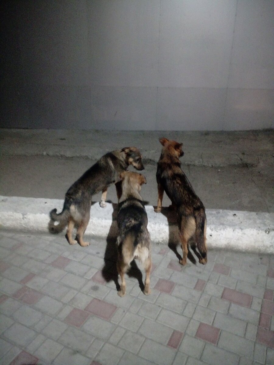 бездомные животные г сызрани