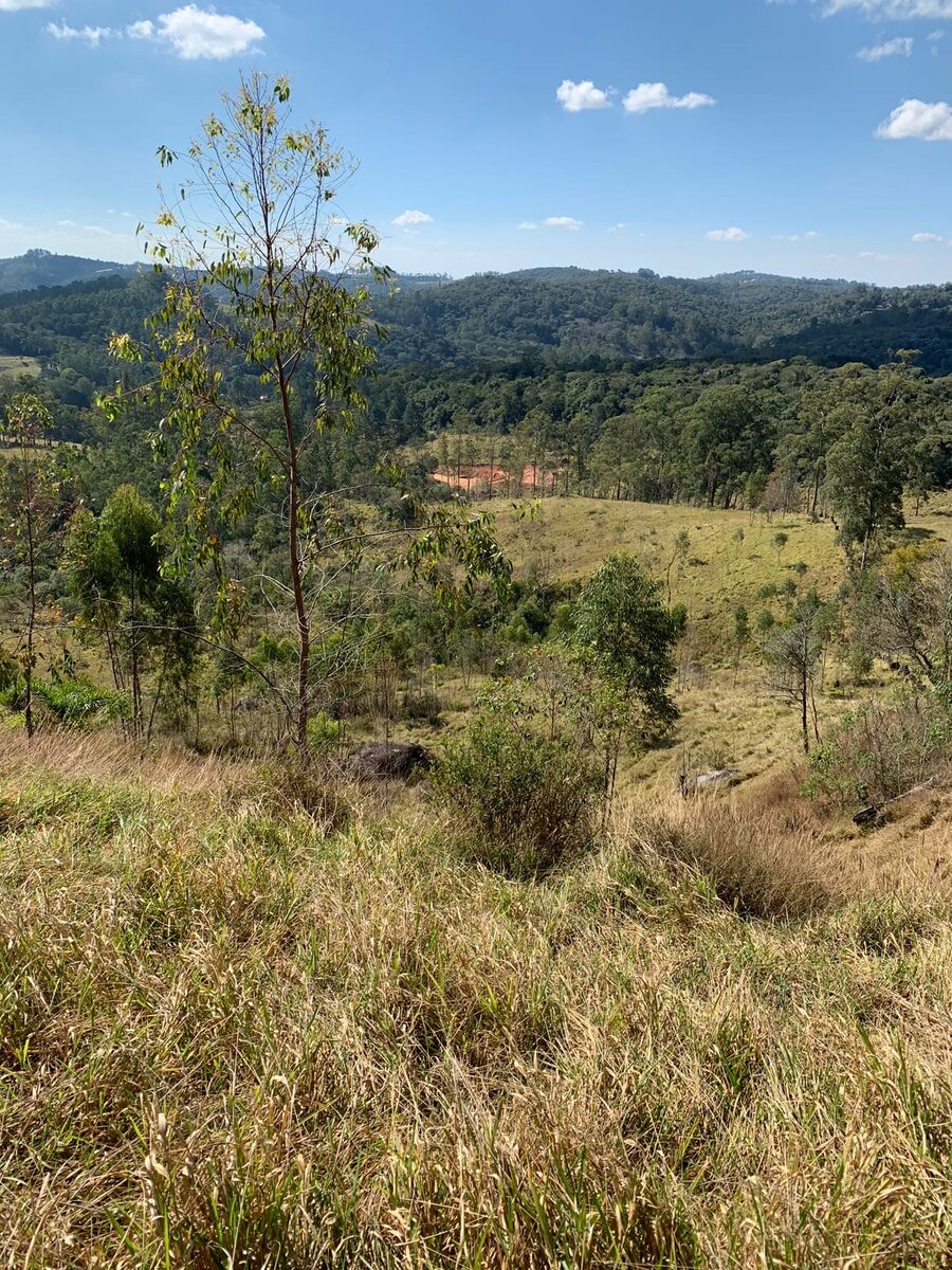 Записки из джунглей Бразилии - нашли потерявшего маму детеныша